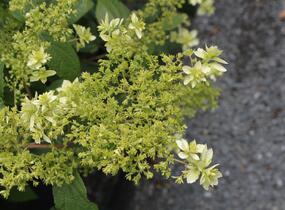 Hortenzie stromečkovitá 'Hayes Starbust' - Hydrangea arborescens 'Hayes Starbust'