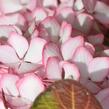 Hortenzie velkolistá 'Mirai' - Hydrangea macrophylla 'Mirai'