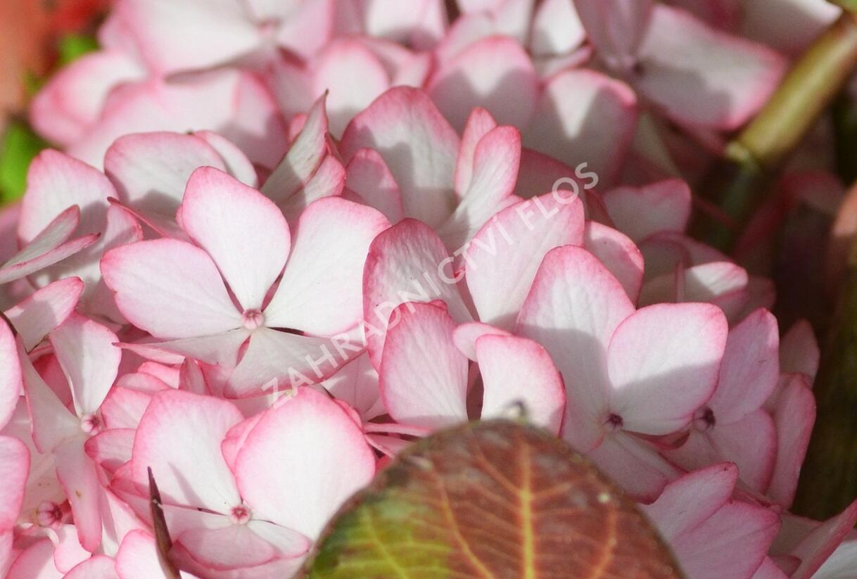 Hortenzie velkolistá 'Mirai' - Hydrangea macrophylla 'Mirai'