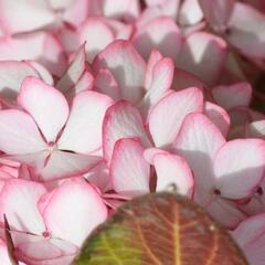 Hortenzie velkolistá 'Mirai' - Hydrangea macrophylla 'Mirai'