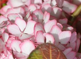 Hortenzie velkolistá 'Mirai' - Hydrangea macrophylla 'Mirai'