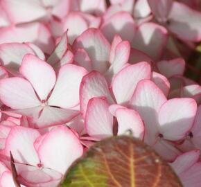 Hortenzie velkolistá 'Mirai' - Hydrangea macrophylla 'Mirai'