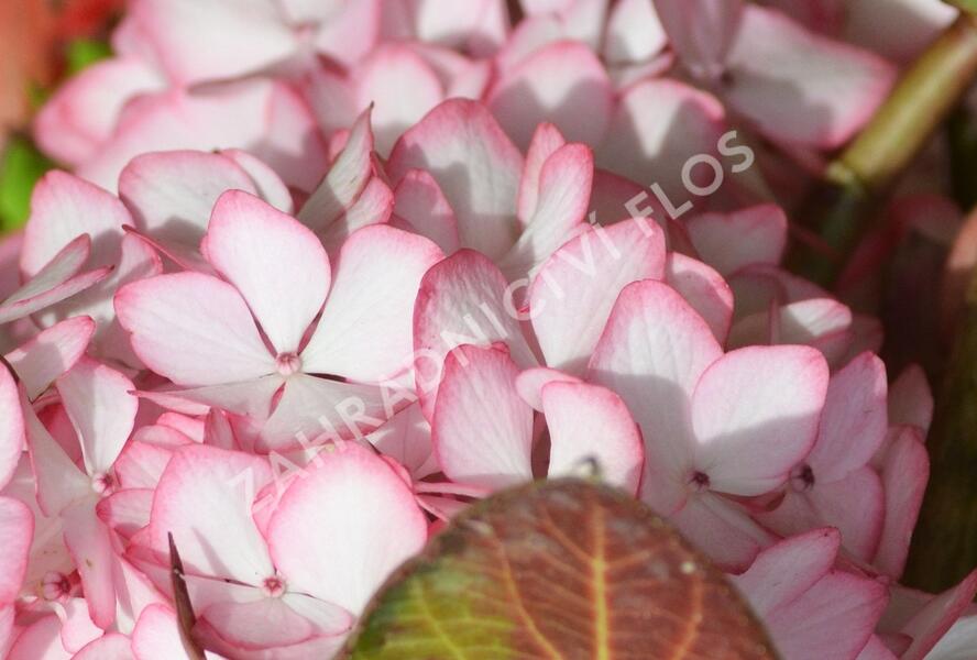 Hortenzie velkolistá 'Mirai' - Hydrangea macrophylla 'Mirai'