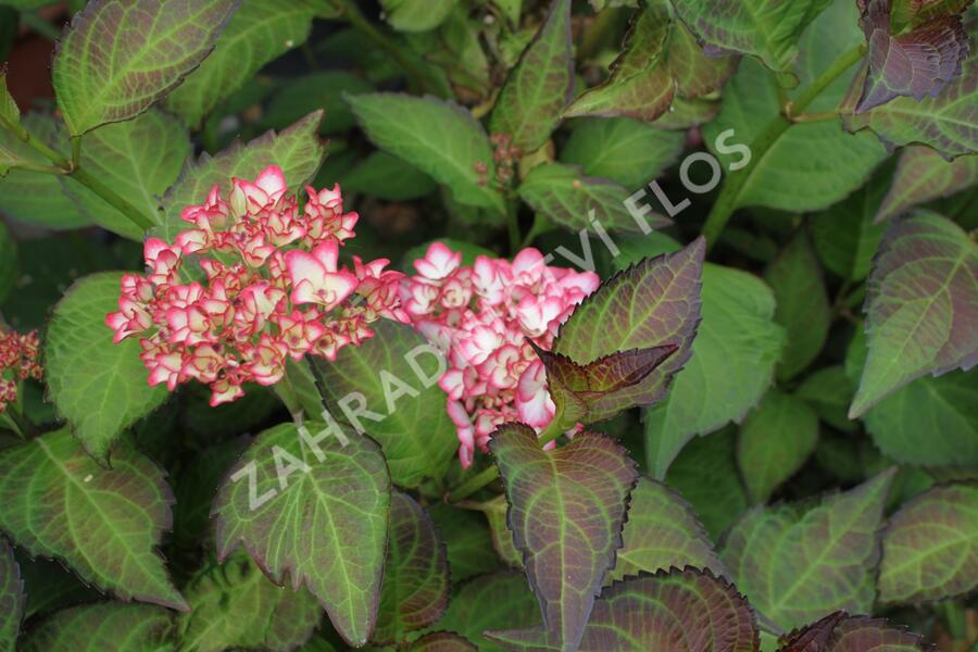 Hortenzie velkolistá 'Mirai' - Hydrangea macrophylla 'Mirai'