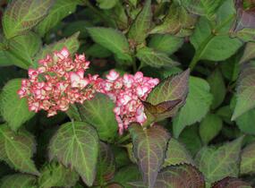 Hortenzie velkolistá 'Mirai' - Hydrangea macrophylla 'Mirai'