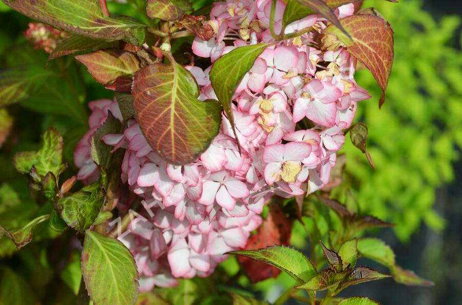 Hortenzie velkolistá 'Mirai' - Hydrangea macrophylla 'Mirai'