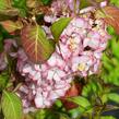 Hortenzie velkolistá 'Mirai' - Hydrangea macrophylla 'Mirai'