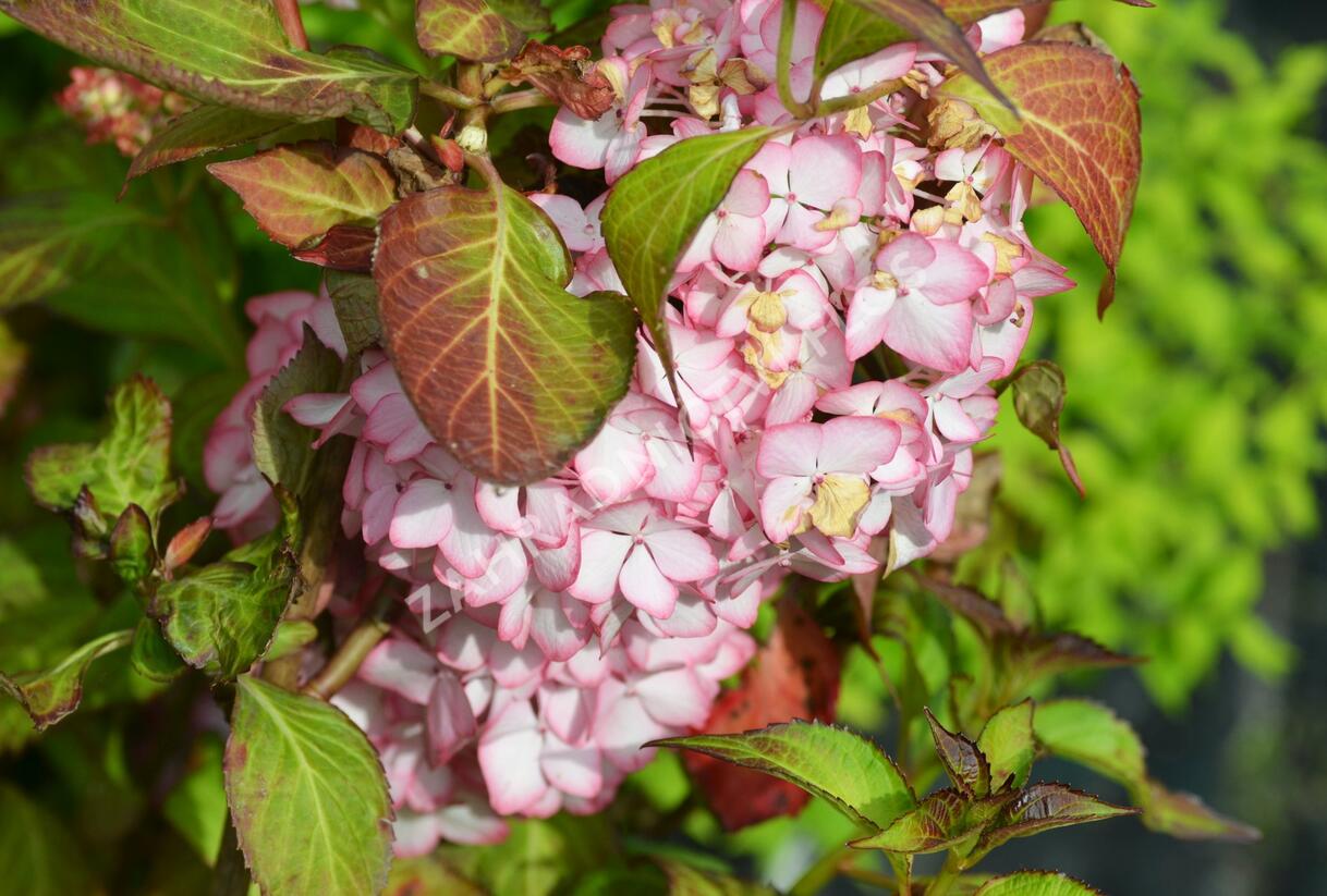 Hortenzie velkolistá 'Mirai' - Hydrangea macrophylla 'Mirai'