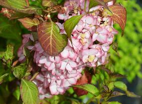 Hortenzie velkolistá 'Mirai' - Hydrangea macrophylla 'Mirai'