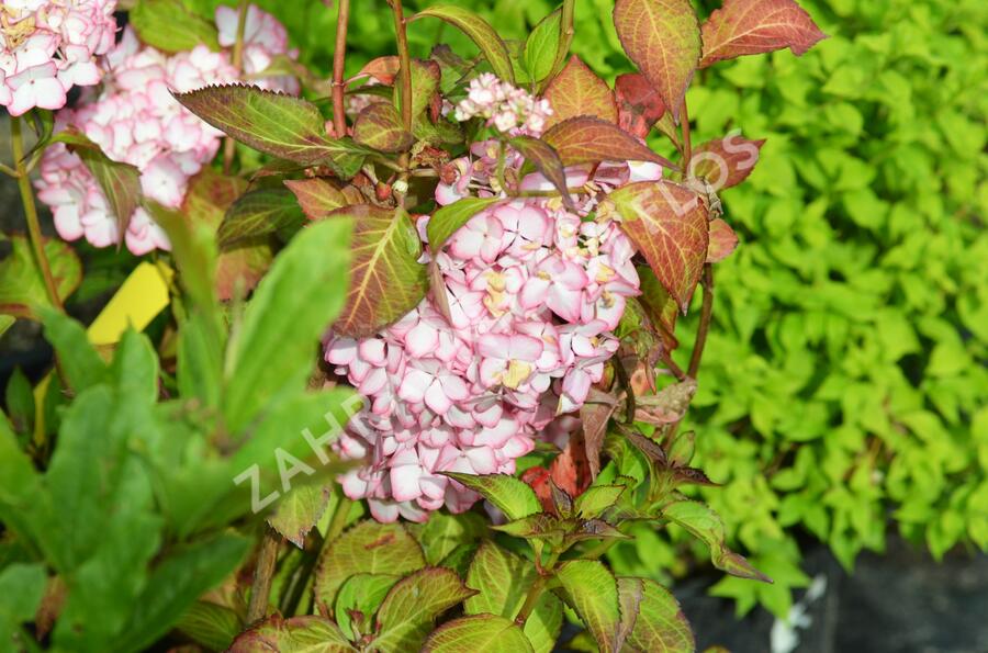 Hortenzie velkolistá 'Mirai' - Hydrangea macrophylla 'Mirai'