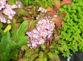 Hortenzie velkolistá 'Mirai' - Hydrangea macrophylla 'Mirai'