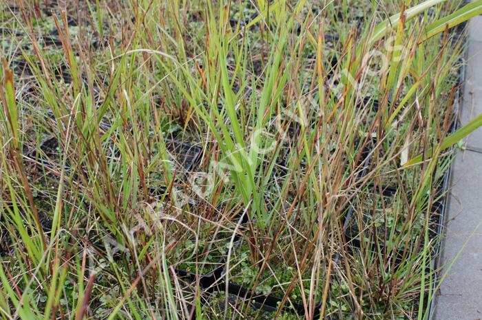 Kavyl třtinovitý - Achnatherum calamagrostis