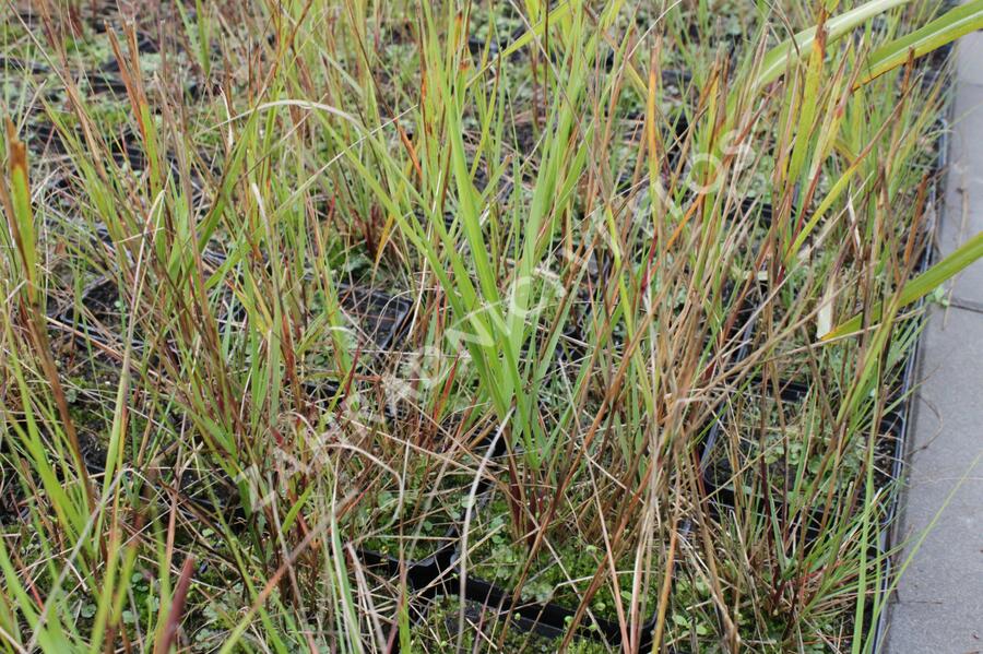 Kavyl třtinovitý - Achnatherum calamagrostis