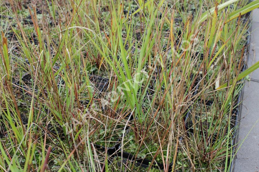 Kavyl třtinovitý - Achnatherum calamagrostis