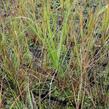Kavyl třtinovitý - Achnatherum calamagrostis