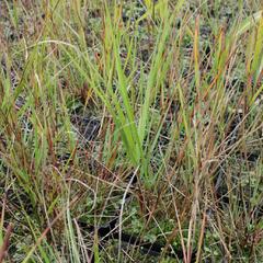 Kavyl třtinovitý - Achnatherum calamagrostis