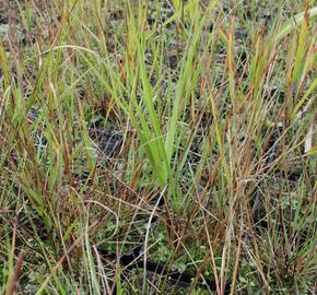 Kavyl třtinovitý - Achnatherum calamagrostis