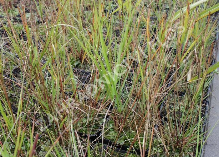 Kavyl třtinovitý - Achnatherum calamagrostis