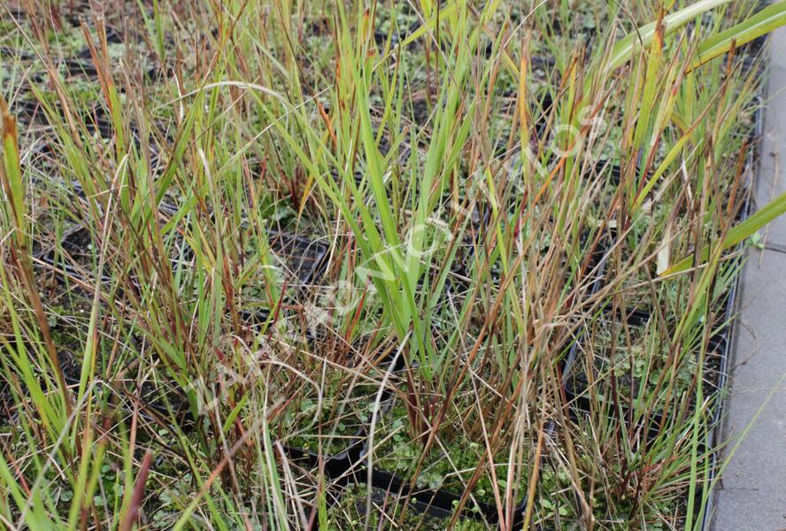 Kavyl třtinovitý - Stipa calamagrostis
