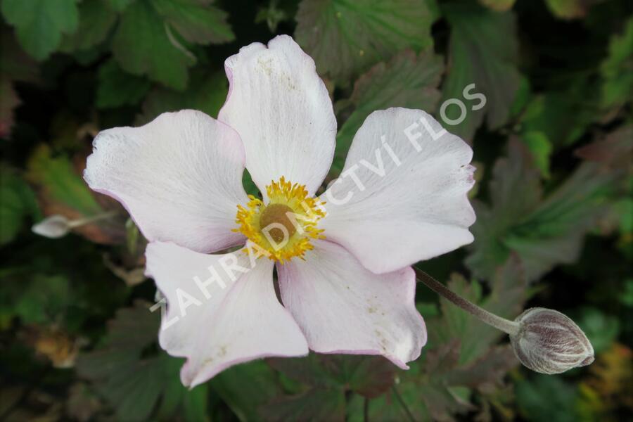 Sasanka plstnatá 'Robustissima' - Anemone tomentosa 'Robustissima'