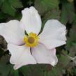 Sasanka plstnatá 'Robustissima' - Anemone tomentosa 'Robustissima'