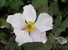 Sasanka plstnatá 'Robustissima' - Anemone tomentosa 'Robustissima'