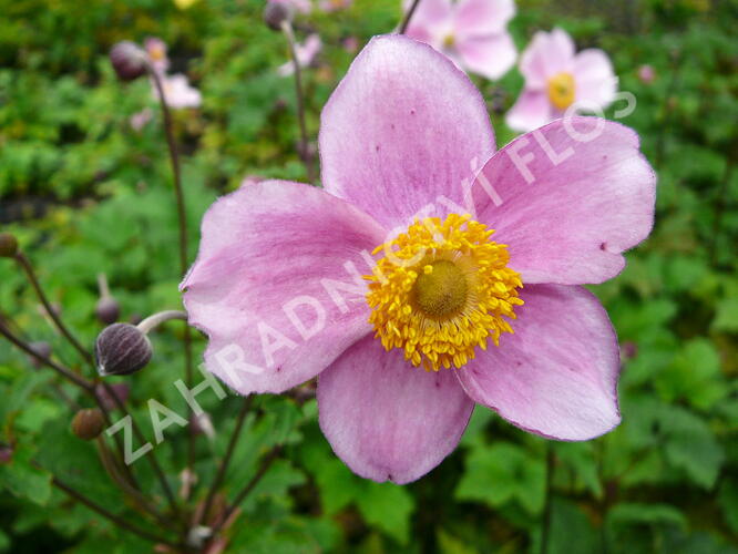 Sasanka plstnatá 'Robustissima' - Anemone tomentosa 'Robustissima'