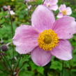 Sasanka plstnatá 'Robustissima' - Anemone tomentosa 'Robustissima'
