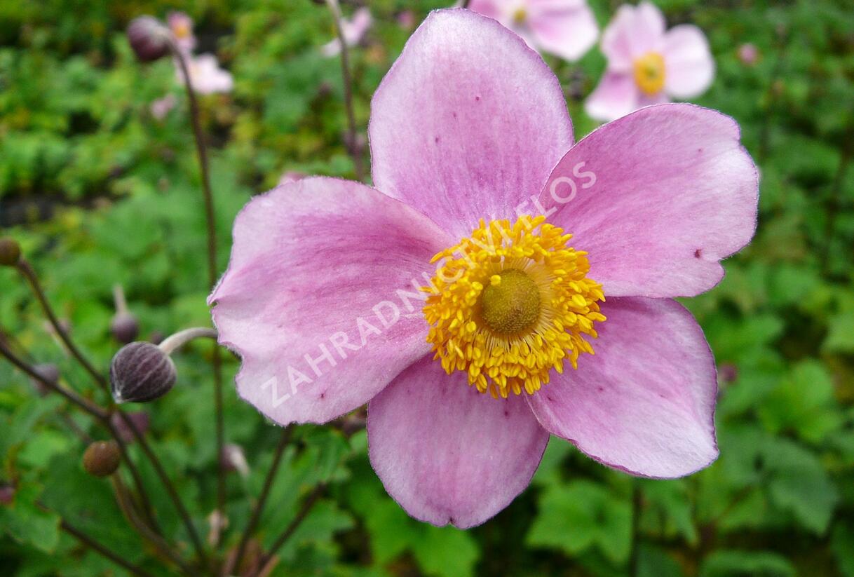 Sasanka plstnatá 'Robustissima' - Anemone tomentosa 'Robustissima'