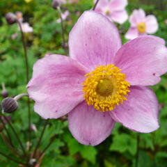 Sasanka plstnatá 'Robustissima' - Anemone tomentosa 'Robustissima'