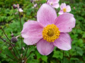 Sasanka plstnatá 'Robustissima' - Anemone tomentosa 'Robustissima'