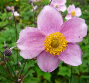 Sasanka plstnatá 'Robustissima' - Anemone tomentosa 'Robustissima'