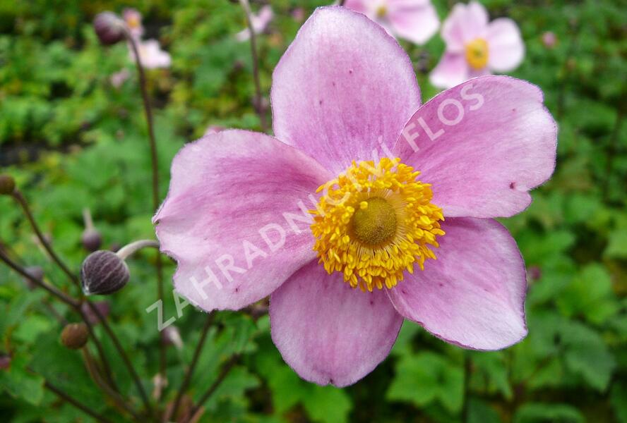 Sasanka plstnatá 'Robustissima' - Anemone tomentosa 'Robustissima'