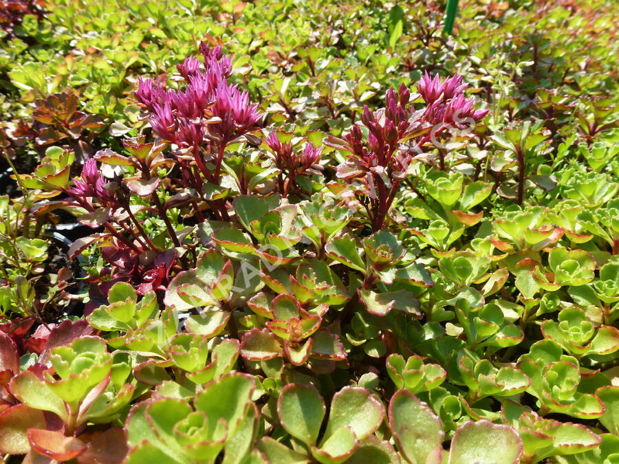 Rozchodník pochybný 'Coccineum' - Sedum spurium 'Coccineum'