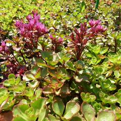 Rozchodník pochybný 'Coccineum' - Sedum spurium 'Coccineum'