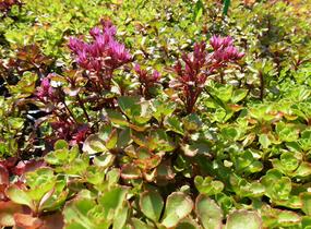 Rozchodník pochybný 'Coccineum' - Sedum spurium 'Coccineum'