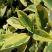 Šalvěj lékařská 'Aurea' - Salvia officinalis 'Aurea'