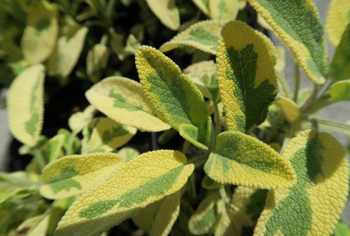 Šalvěj lékařská 'Aurea' - Salvia officinalis 'Aurea'