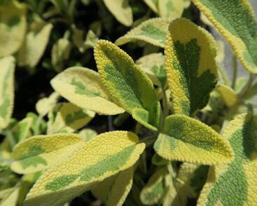 Šalvěj lékařská 'Aurea'