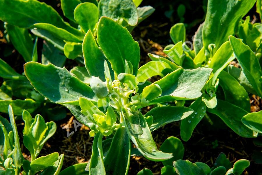 Rozchodník nachový 'Munstead Dark Red' - Sedum telephium 'Munstead Dark Red'