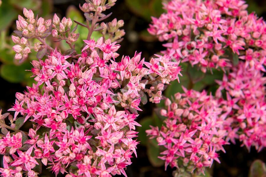 Rozchodník nachový 'Munstead Dark Red' - Sedum telephium 'Munstead Dark Red'