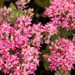 Rozchodník nachový 'Munstead Dark Red' - Sedum telephium 'Munstead Dark Red'