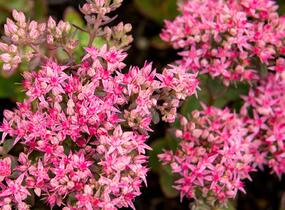 Rozchodník nachový 'Munstead Dark Red' - Sedum telephium 'Munstead Dark Red'