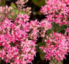 Rozchodník nachový 'Munstead Dark Red' - Sedum telephium 'Munstead Dark Red'