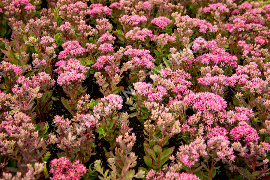Rozchodník nachový 'Munstead Dark Red' - Sedum telephium 'Munstead Dark Red'