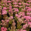 Rozchodník nachový 'Munstead Dark Red' - Sedum telephium 'Munstead Dark Red'