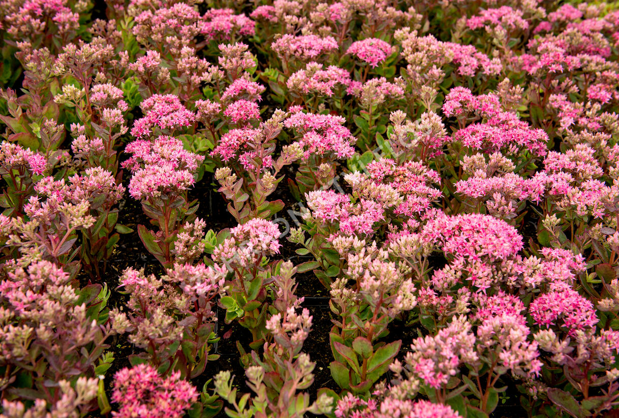 Rozchodník nachový 'Munstead Dark Red' - Sedum telephium 'Munstead Dark Red'