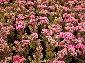 Rozchodník nachový 'Munstead Dark Red' - Sedum telephium 'Munstead Dark Red'