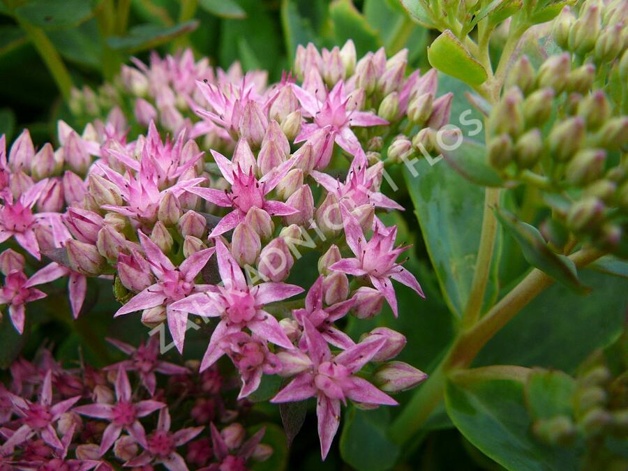 Rozchodník nachový 'Munstead Dark Red' - Sedum telephium 'Munstead Dark Red'