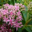 Rozchodník nachový 'Munstead Dark Red' - Sedum telephium 'Munstead Dark Red'